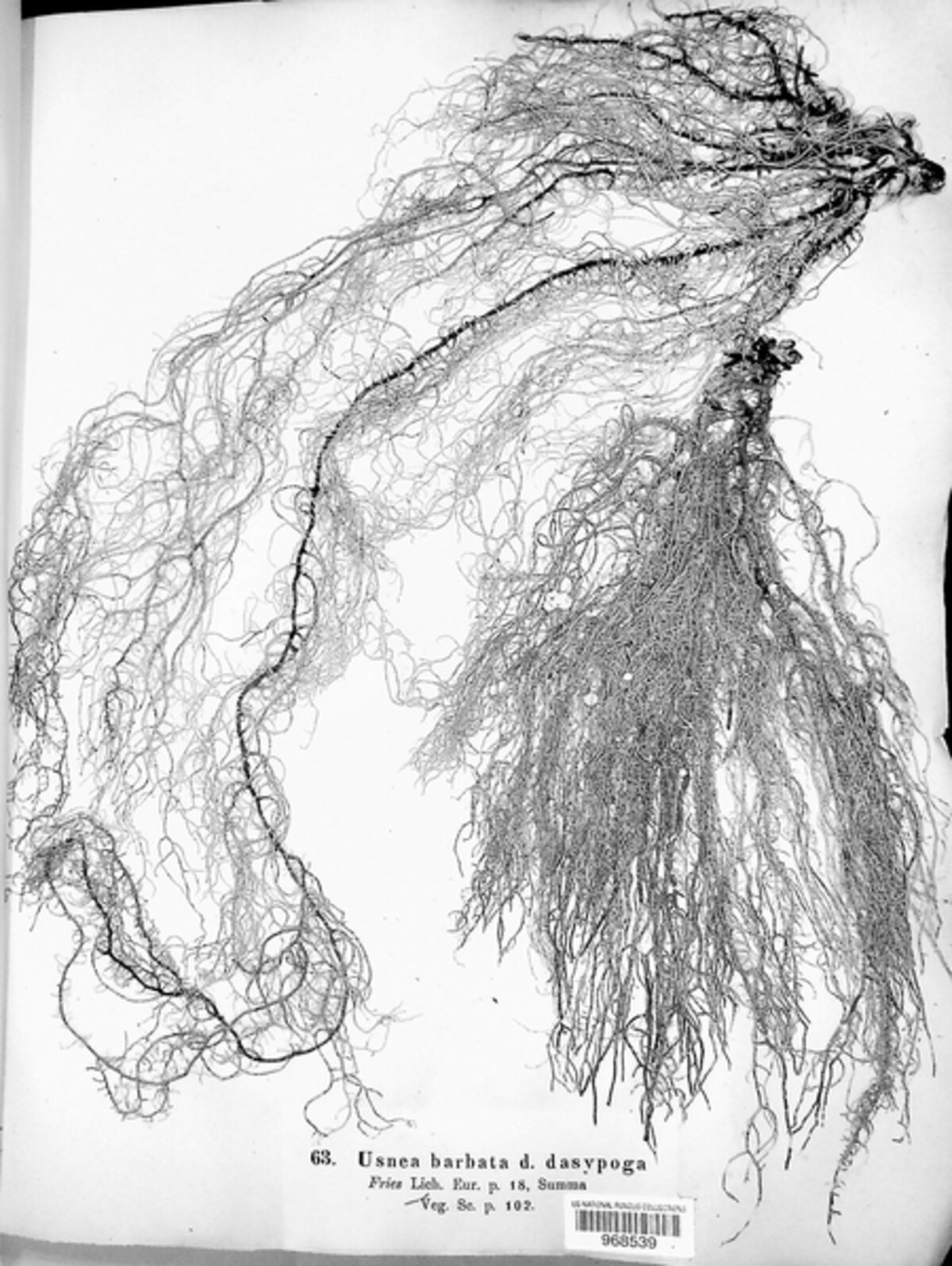 Usnea barbata var. dasypoga image